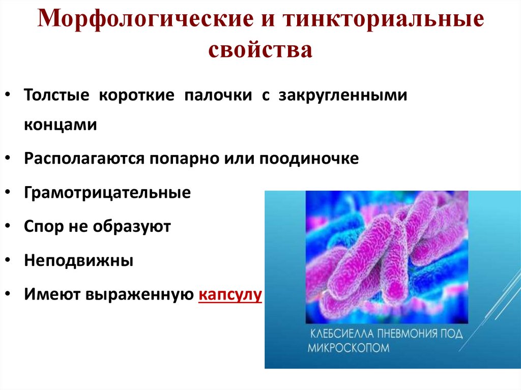 Морфологические и тинкториальные свойства