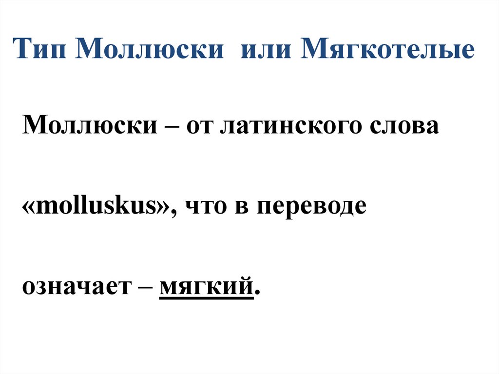 Тип Моллюски или Мягкотелые