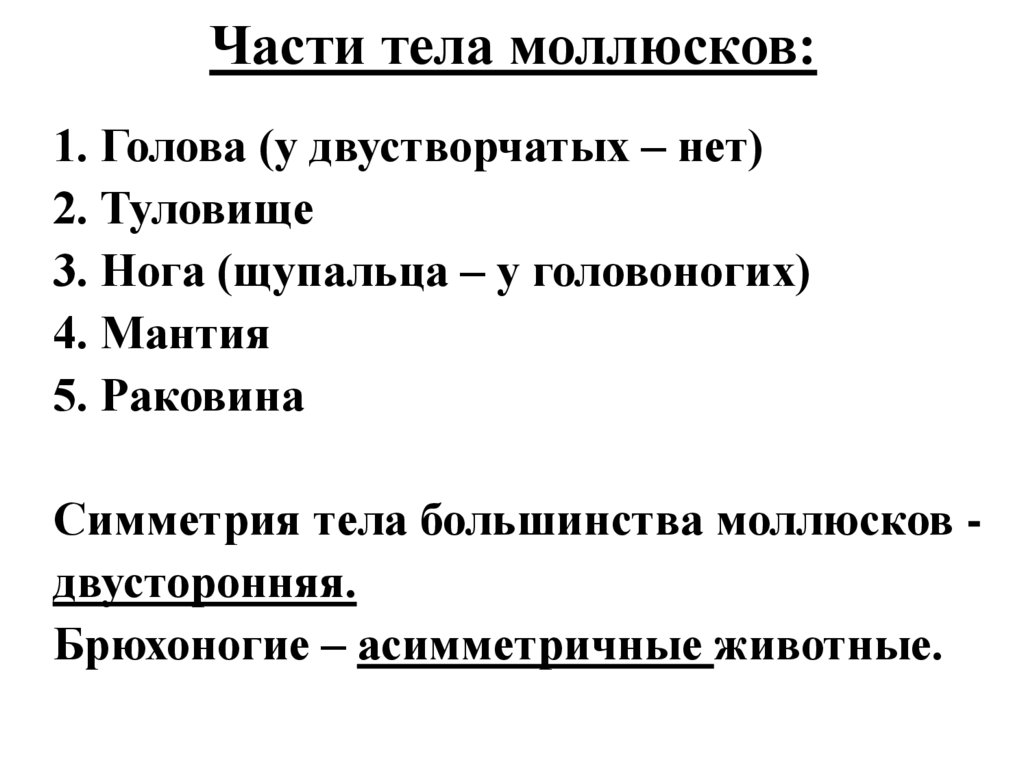 Части тела моллюсков: