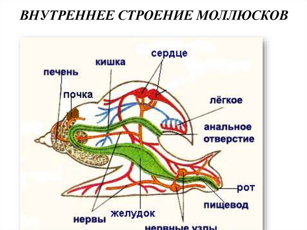 ВНУТРЕННЕЕ СТРОЕНИЕ МОЛЛЮСКОВ