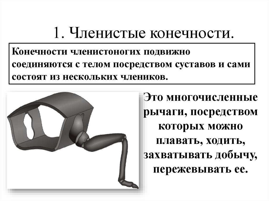 1. Членистые конечности.