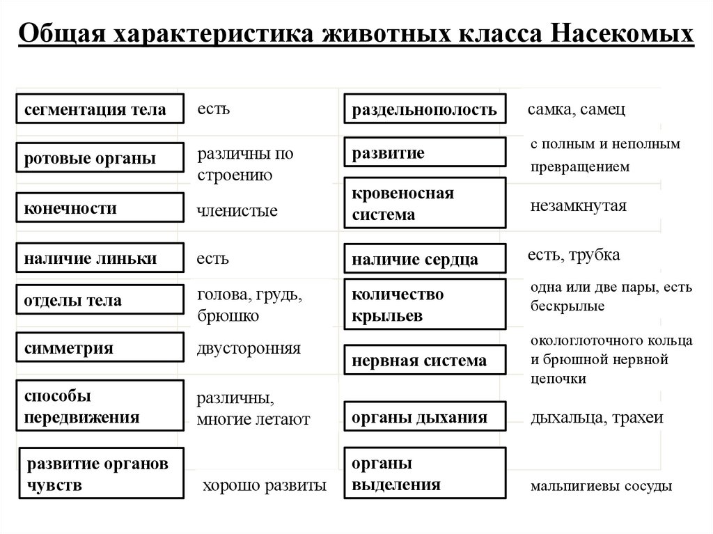 Общая характеристика животных класса Насекомых