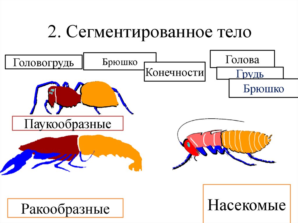 2. Сегментированное тело