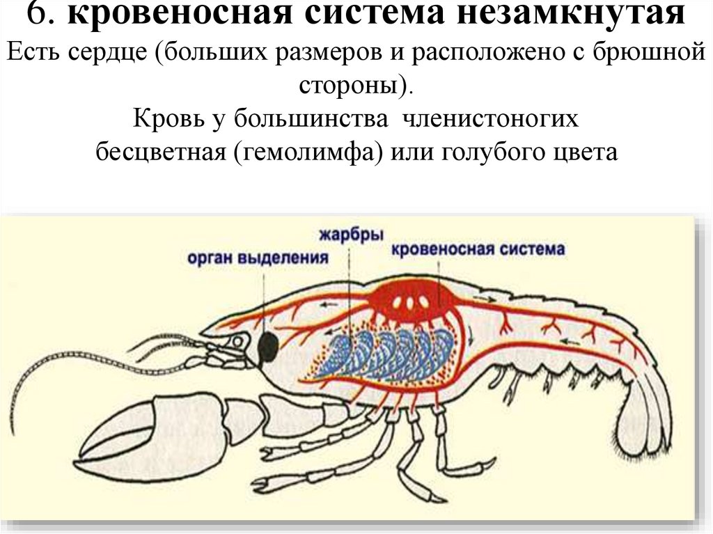 6. кровеносная система незамкнутая Есть сердце (больших размеров и расположено с брюшной стороны). Кровь у большинства