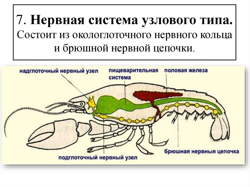 7. Нервная система узлового типа. Состоит из окологлоточного нервного кольца и брюшной нервной цепочки.