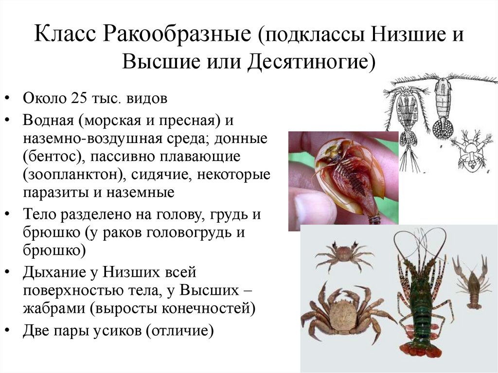 Класс Ракообразные (подклассы Низшие и Высшие или Десятиногие)