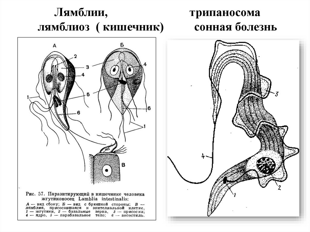 Лямблии, трипаносома лямблиоз ( кишечник) сонная болезнь