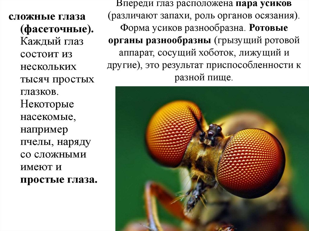 Впереди глаз расположена пара усиков (различают запахи, роль органов осязания). Форма усиков разнообразна. Ротовые органы