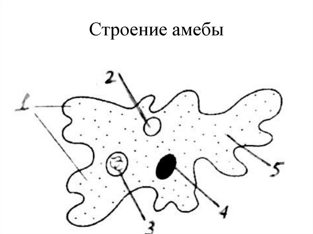 Строение амебы