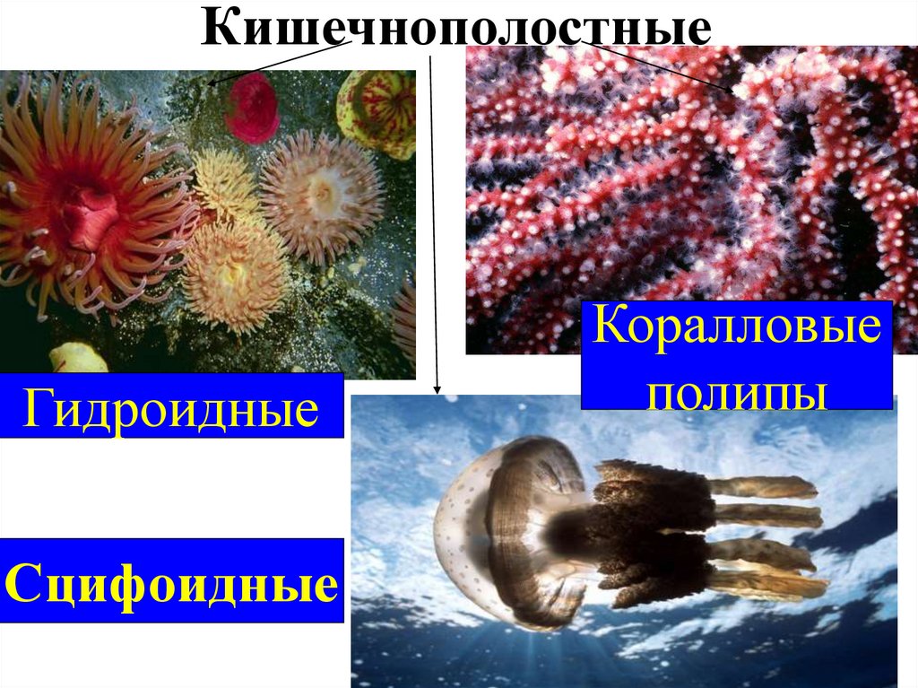 Кишечнополостные