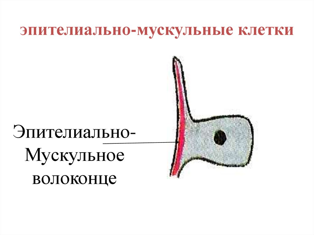 эпителиально-мускульные клетки