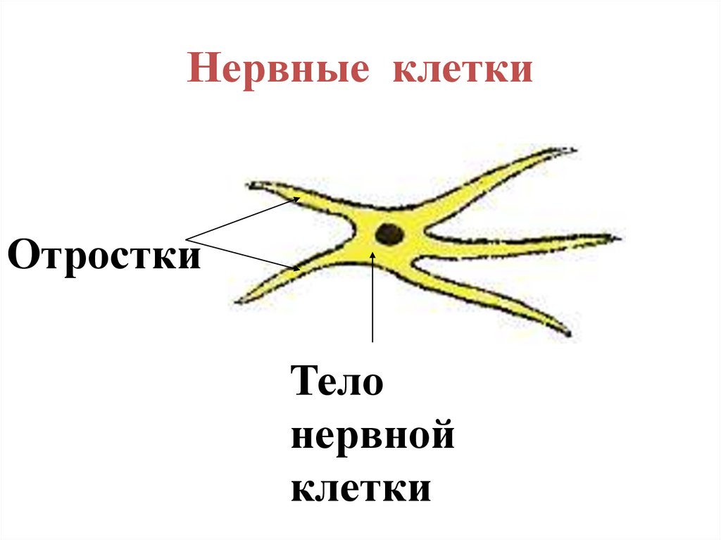 Нервные клетки