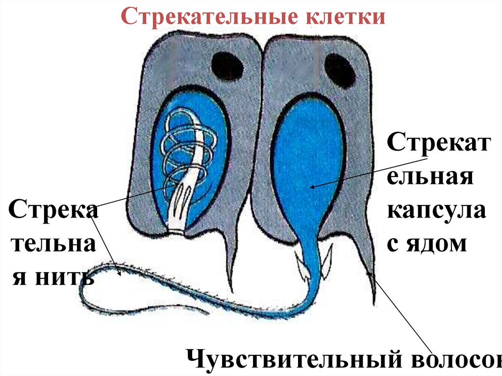 Стрекательные клетки