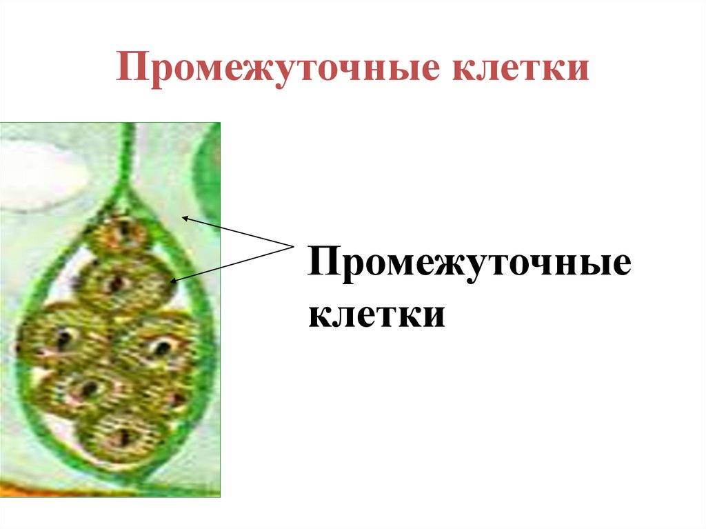 Промежуточные клетки