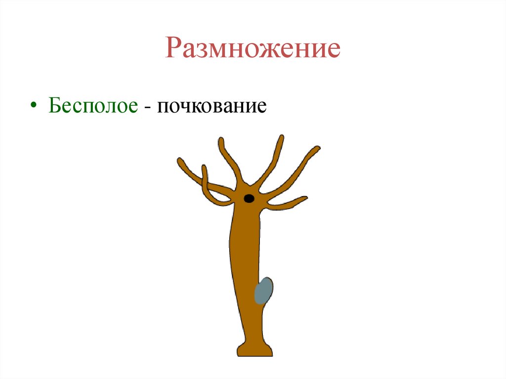 Размножение