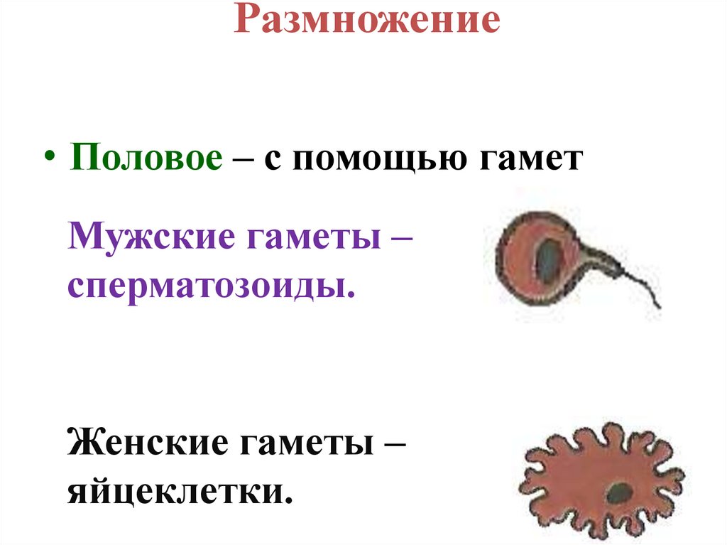 Размножение