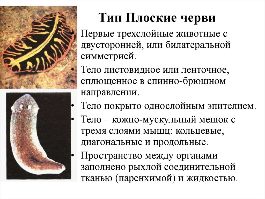 Тип Плоские черви