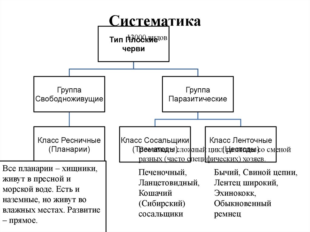 Систематика