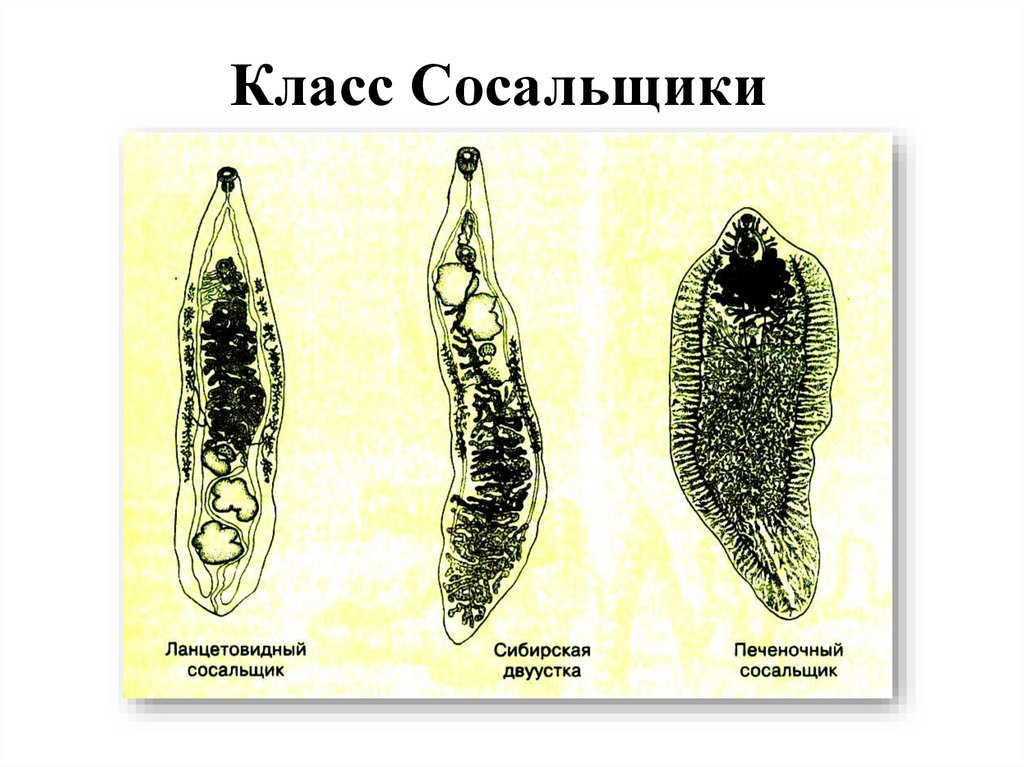 Класс Сосальщики