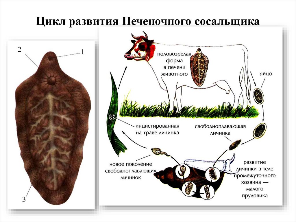 Цикл развития Печеночного сосальщика