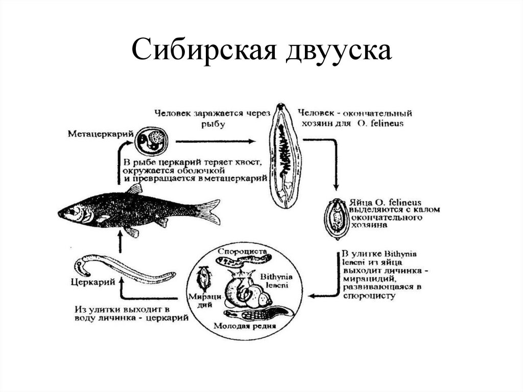 Сибирская двууска