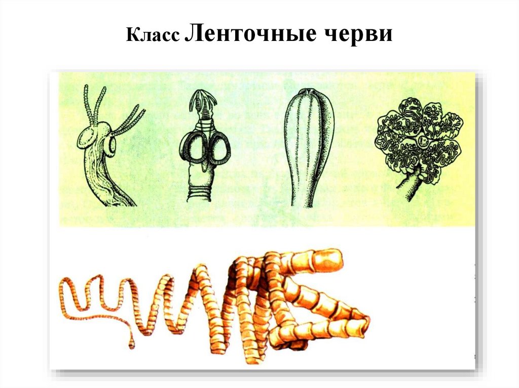 Класс Ленточные черви