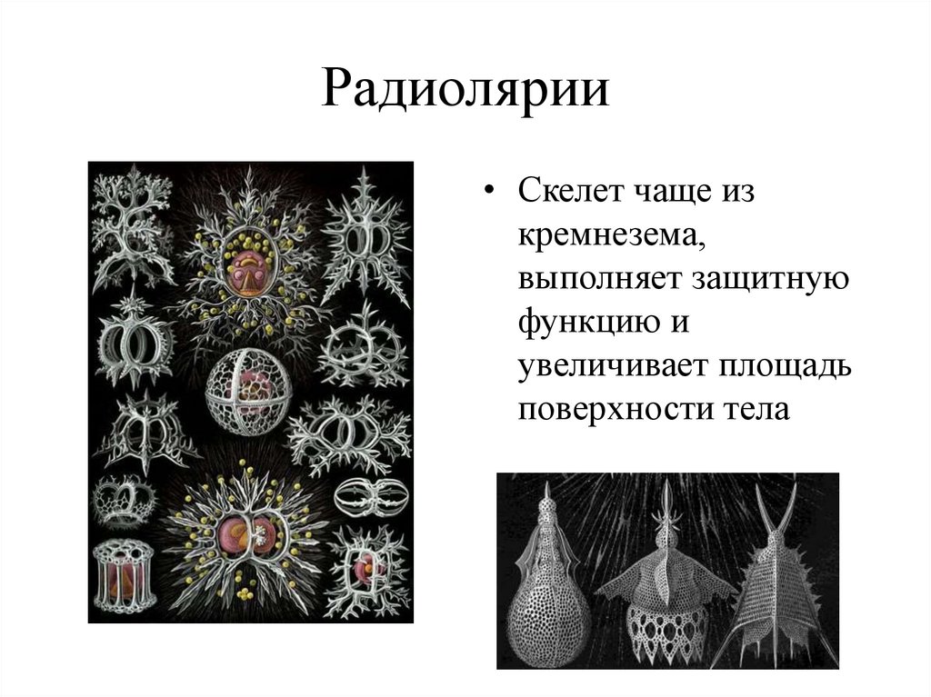 Радиолярии
