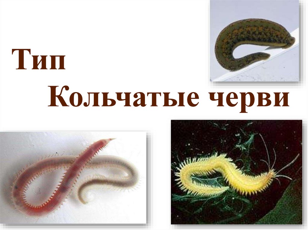 Тип Кольчатые черви