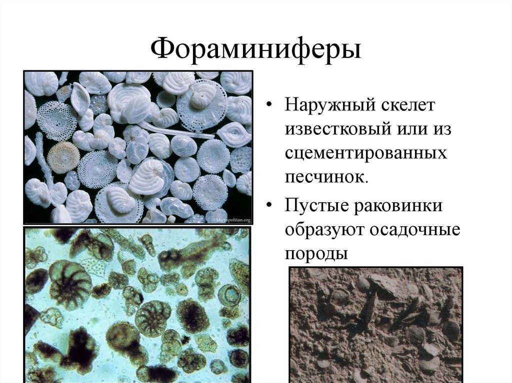 Фораминиферы