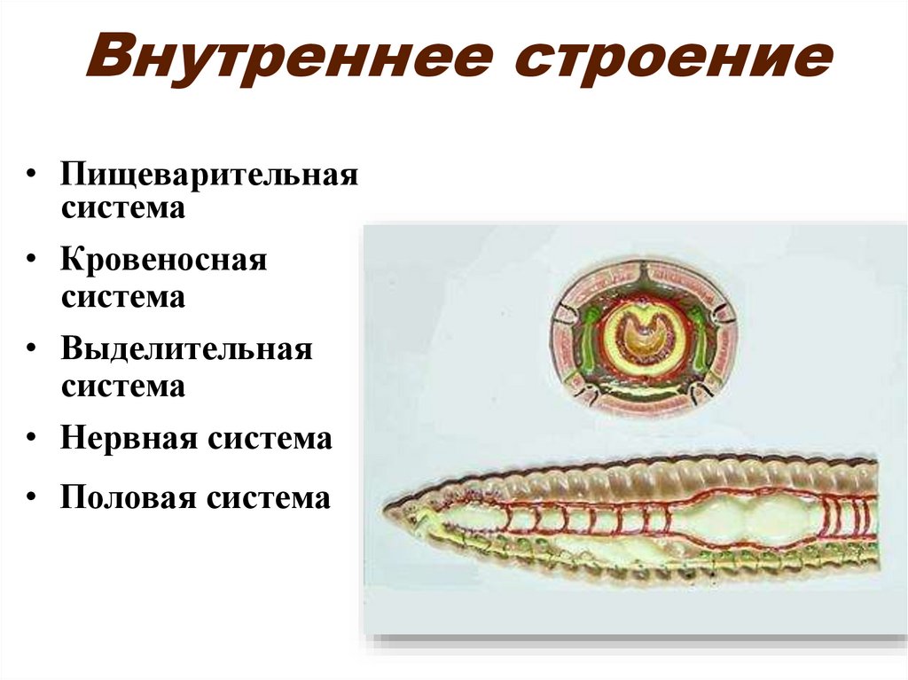 Внутреннее строение