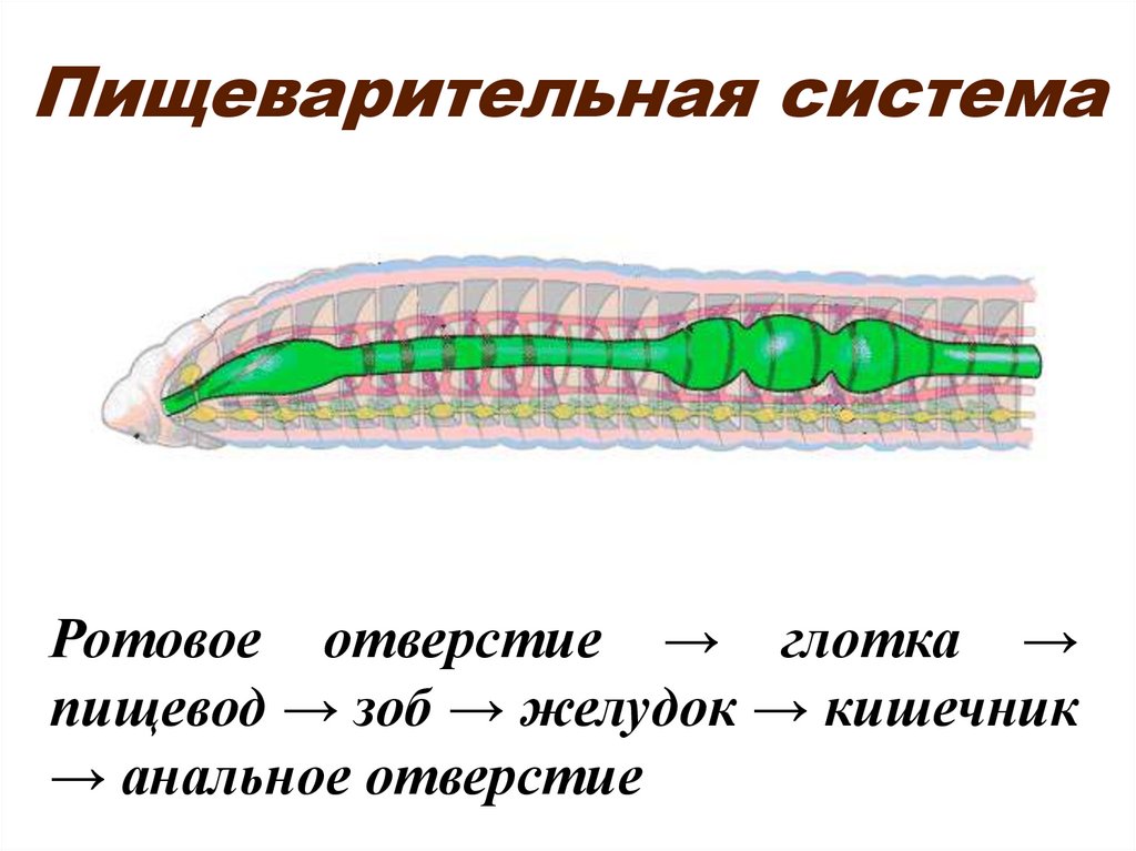 Пищеварительная система