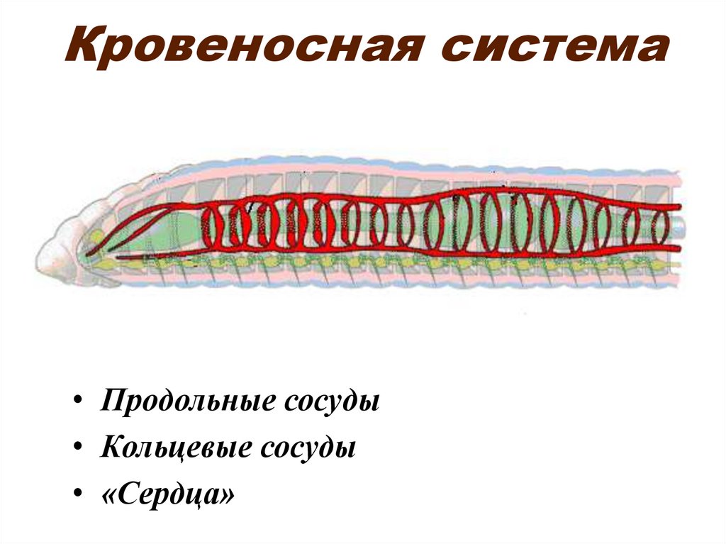 Кровеносная система