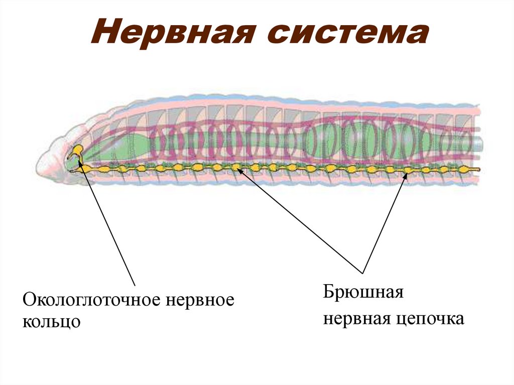 Нервная система