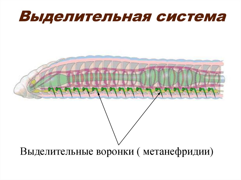 Выделительная система