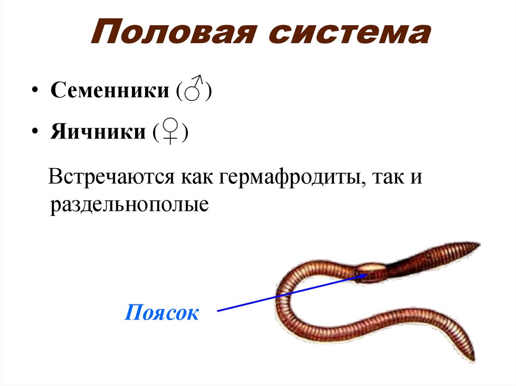 Половая система