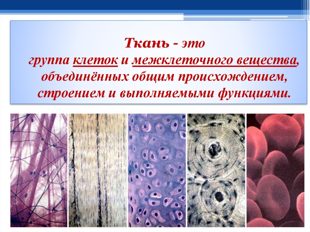 Ткань - это группа клеток и межклеточного вещества, объединённых общим происхождением, строением и выполняемыми функциями.