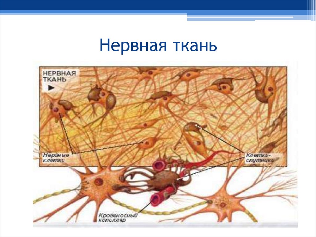 Нервная ткань