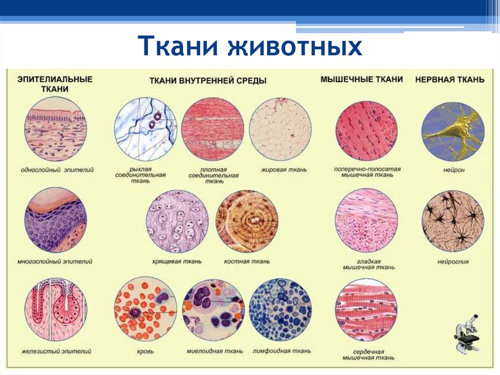 Ткани животных