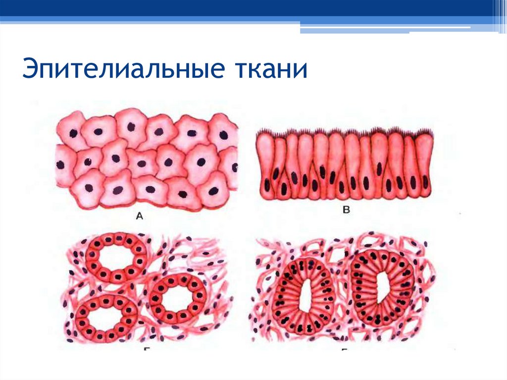 Эпителиальные ткани