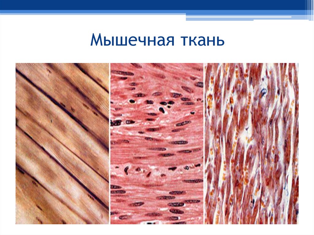 Мышечная ткань