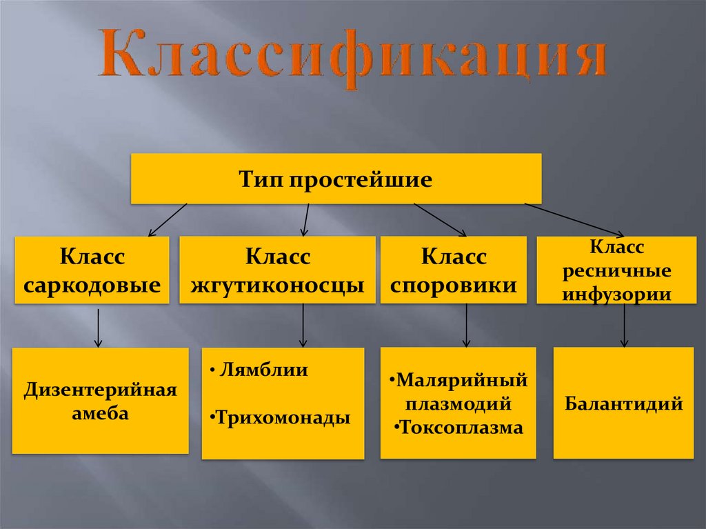 Классификация