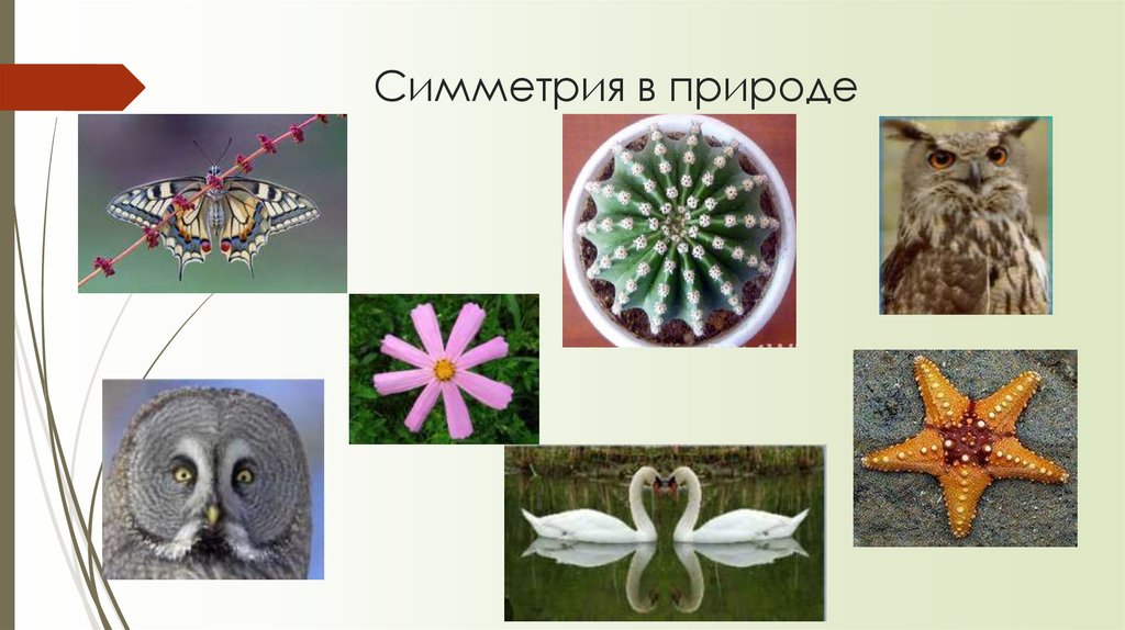 Симметрия в природе