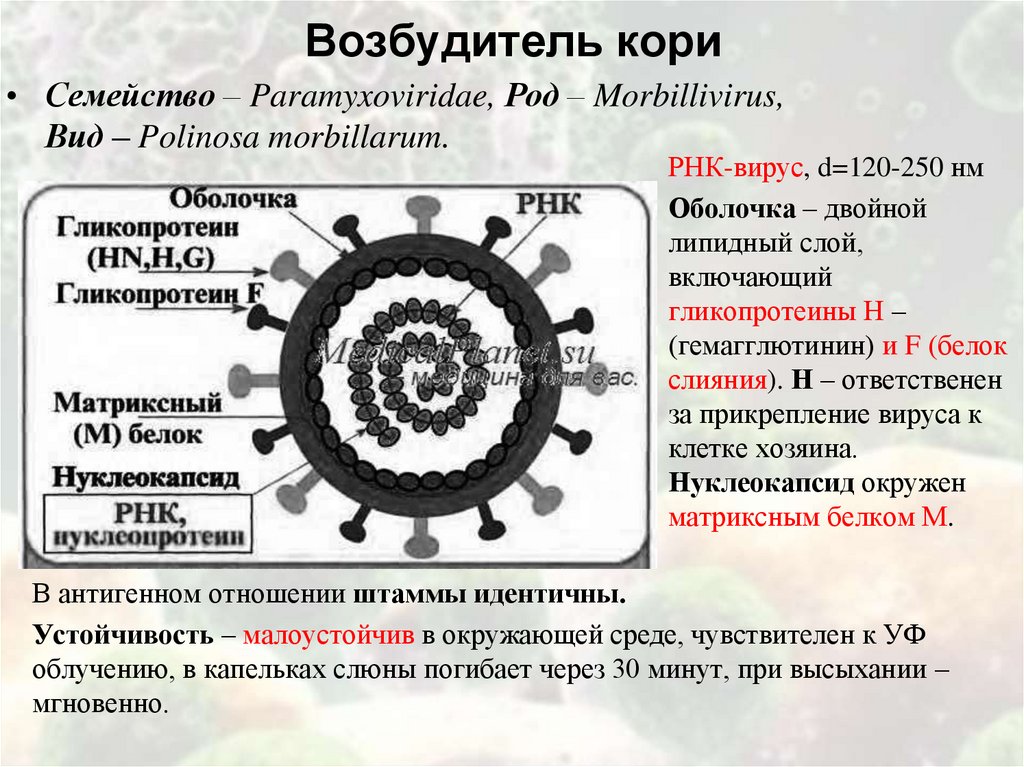 Возбудитель кори