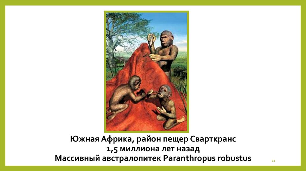 Южная Африка, район пещер Сварткранс 1,5 миллиона лет назад Массивный австралопитек Paranthropus robustus