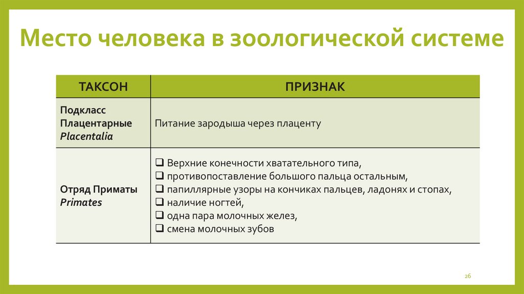 Место человека в зоологической системе