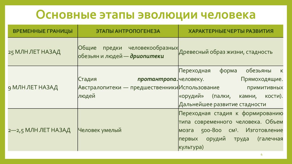 Основные этапы эволюции человека