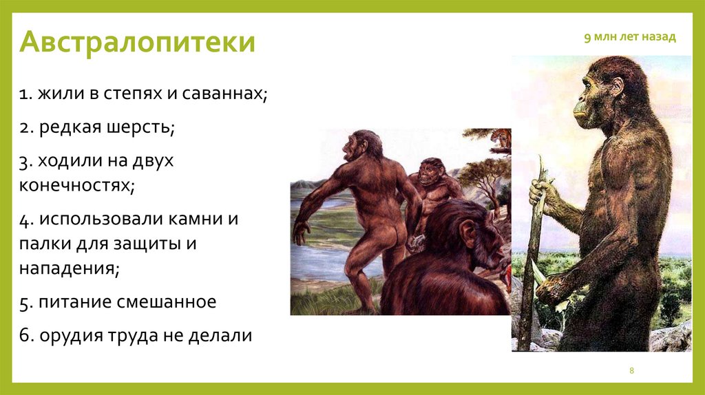 Австралопитеки