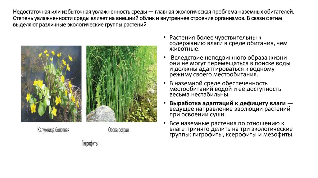 Недостаточная или избыточная увлажненность среды — главная экологическая проблема наземных обитателей. Степень увлажненности