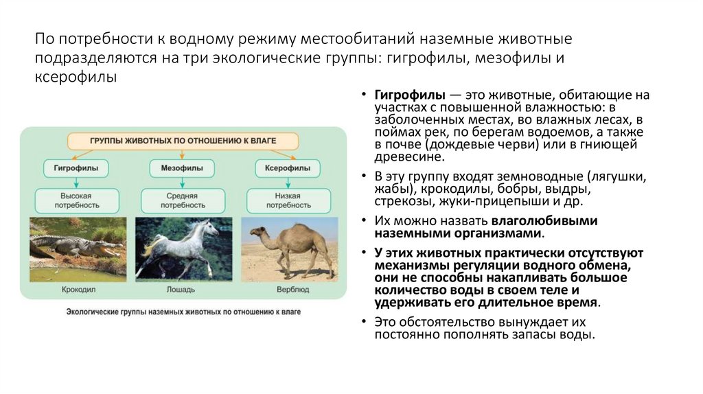 По потребности к водному режиму местообитаний наземные животные подразделяются на три экологические группы: гигрофилы, мезофилы