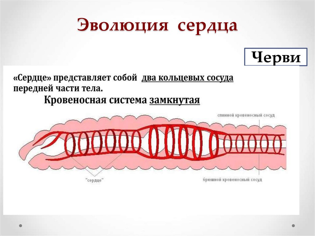 Эволюция сердца